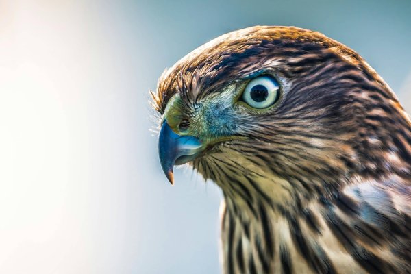 How to find a UK cruise that includes falconry displays on the deck?