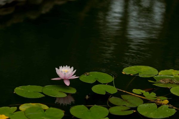 What are the best spots for a guided botanical drawing class in the UK?